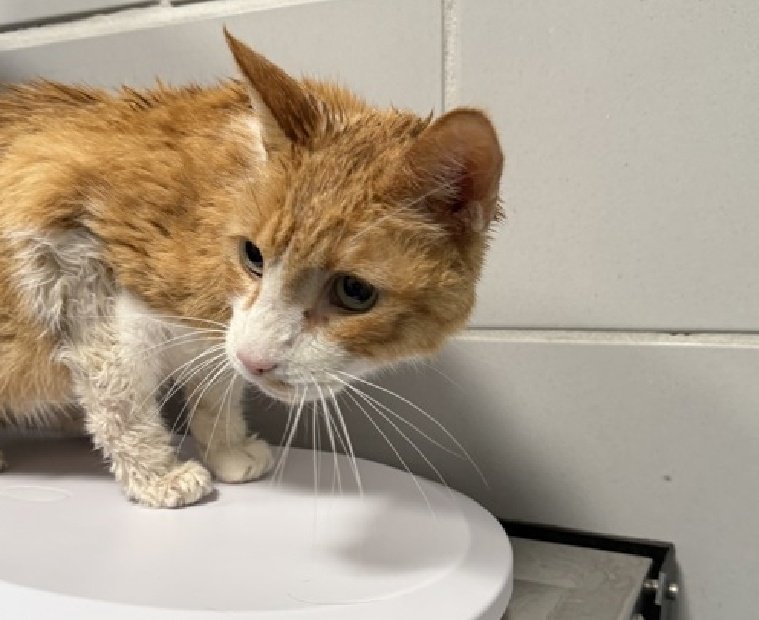 🚨Listed to be euthanized after only 3 days at the shelter

Milo was surrendered by his owner, reason stated as other.

16 y/o
Emaciated
Underweight

❤️He started eating
❤️Sweet &amp; shy

Suspected chronic disease, not confirmed by the analysis done.

Info: nycacc.app/#/browse/220663