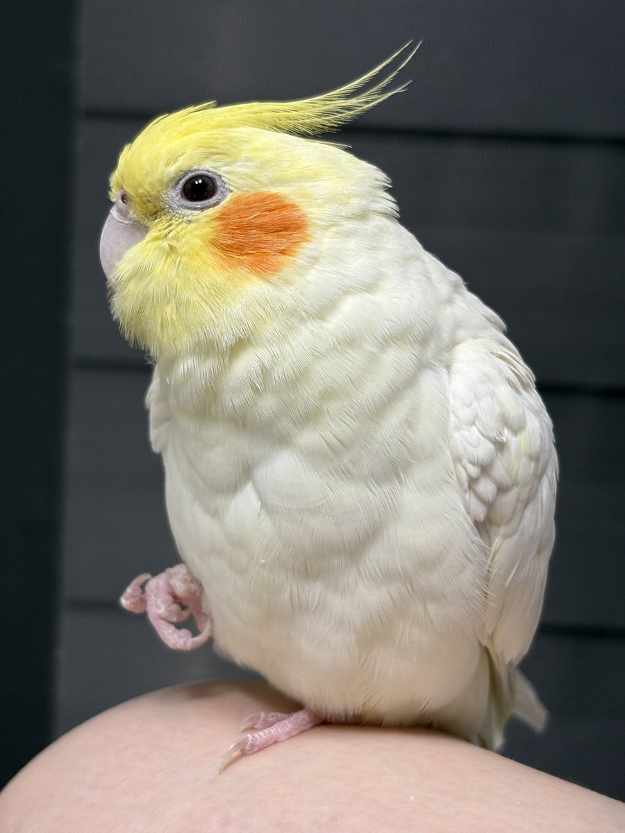 바나나의 쁘띠 발주먹