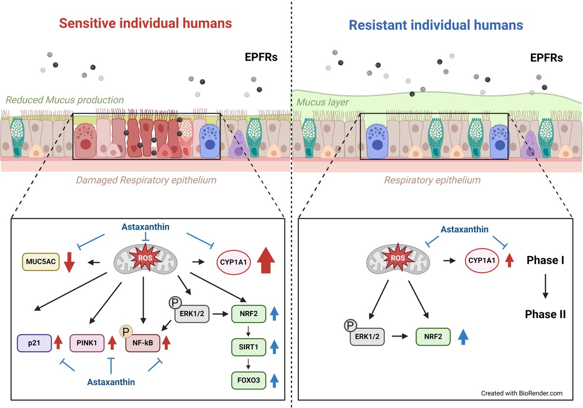 Did you know why some people are more likely to get sick?
📢Our new study in #RedoxBiology provides insights into how individuals react to air pollution particles differently, and showed that Astaxanthin🦐, a dietary antioxidant, provides protection.
doi.org/10.1016/j.redo…