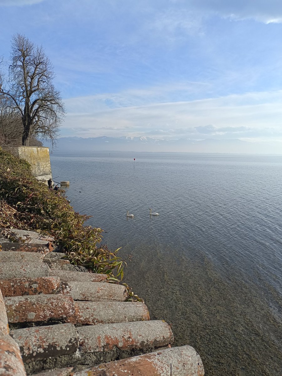 Marygoeswest's tweet image. Guten Morgen vom Bodensee ☕🩵
#Morgengruß