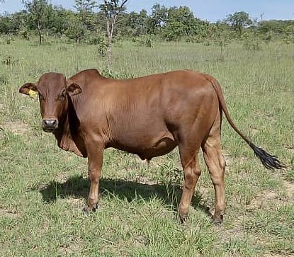 klipranch's tweet photo. Young boran bullocks for sale in featherstone 15-17months old. $650-$750. Contact : WhatsApp +263719291180 https://t.co/z35tzUhW12
