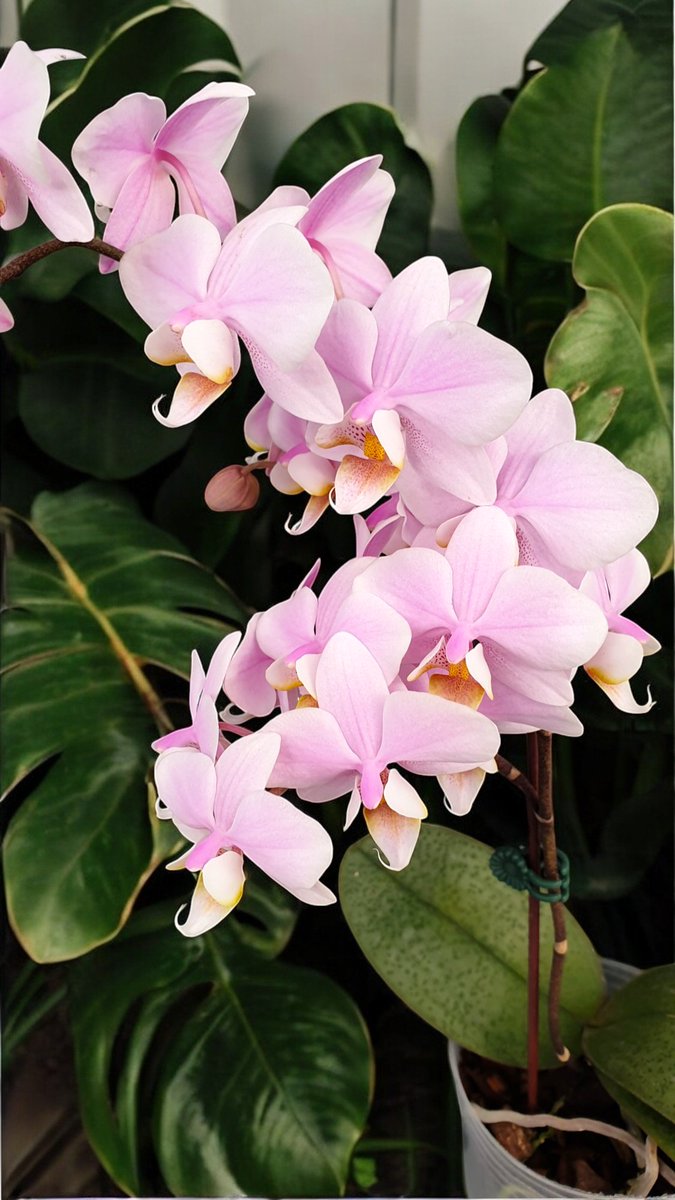 Phal. Pinlong Cheris
檳榔西施

LINE ID：8240749
🛒Shopping more：
mikiorchid.com.tw/wholesale-area
📽️Youtube - Miki Plant Show：
youtube.com/shorts/GsbIDqd…

#Phalaenopsis
#Orchid
#胡蝶蘭
#mikiorchid