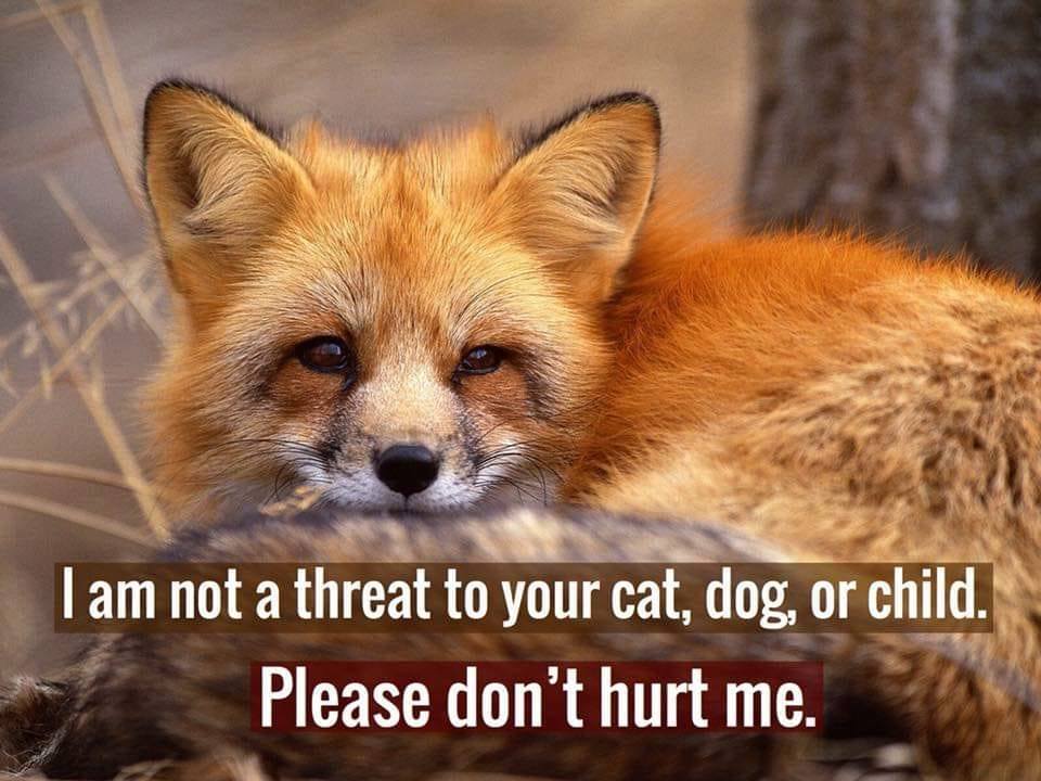 ProtectTheWild_'s tweet image. An adult fox weighs, on average, five to twenty pounds— the same size range as a domestic cat. Foxes eat small, easy prey like mice, rats, voles, moles, and rabbits. A fox will never attempt to prey on another carnivore, especially one that is larger than itself. Essentially all…