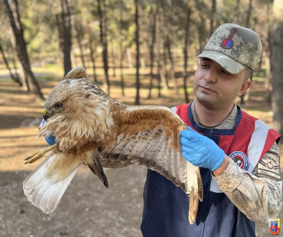 Doğanın kalbi Jandarma şefkati ile atmaya devam ediyor.🦉🦅

Şanlıurfa İl Jandarma Komutanlığına bağlı HAYDİ Timleri Devriye esnasında yaralı halde buldukları farklı kuş türlerini, tedavilerinin yapılması için ilgili birimlere teslim etmeye devam ediyor.

Şanlıurfa İl Jandarma