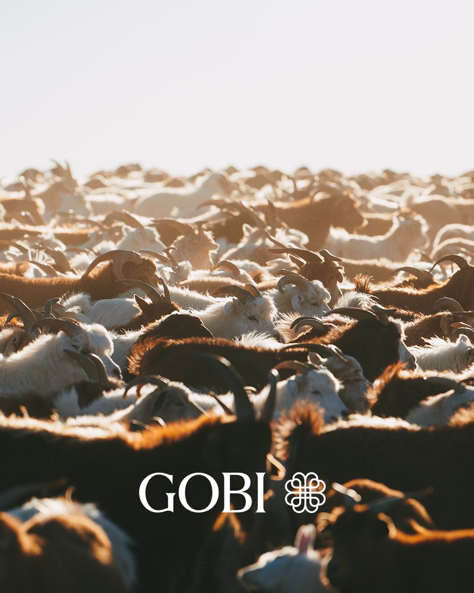 Affordable Cashmere: Prices within your reach

At Gobi Cashmere, we combine premium Mongolian cashmere, responsible sourcing, and a direct-to-consumer approach to offer timeless wardrobe pieces without the steep price tag. We oversee each step of the process, from collecting the
