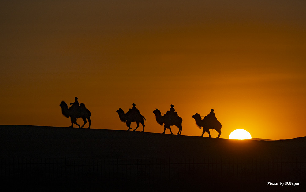 Mongolian camel riders journey across the golden dunes, embraced by a breathtaking sunset. A timeless moment of freedom, tradition, and the endless beauty of the Mongolian steppe. 🌅🐫 

Photo by Bayar Balgantseren