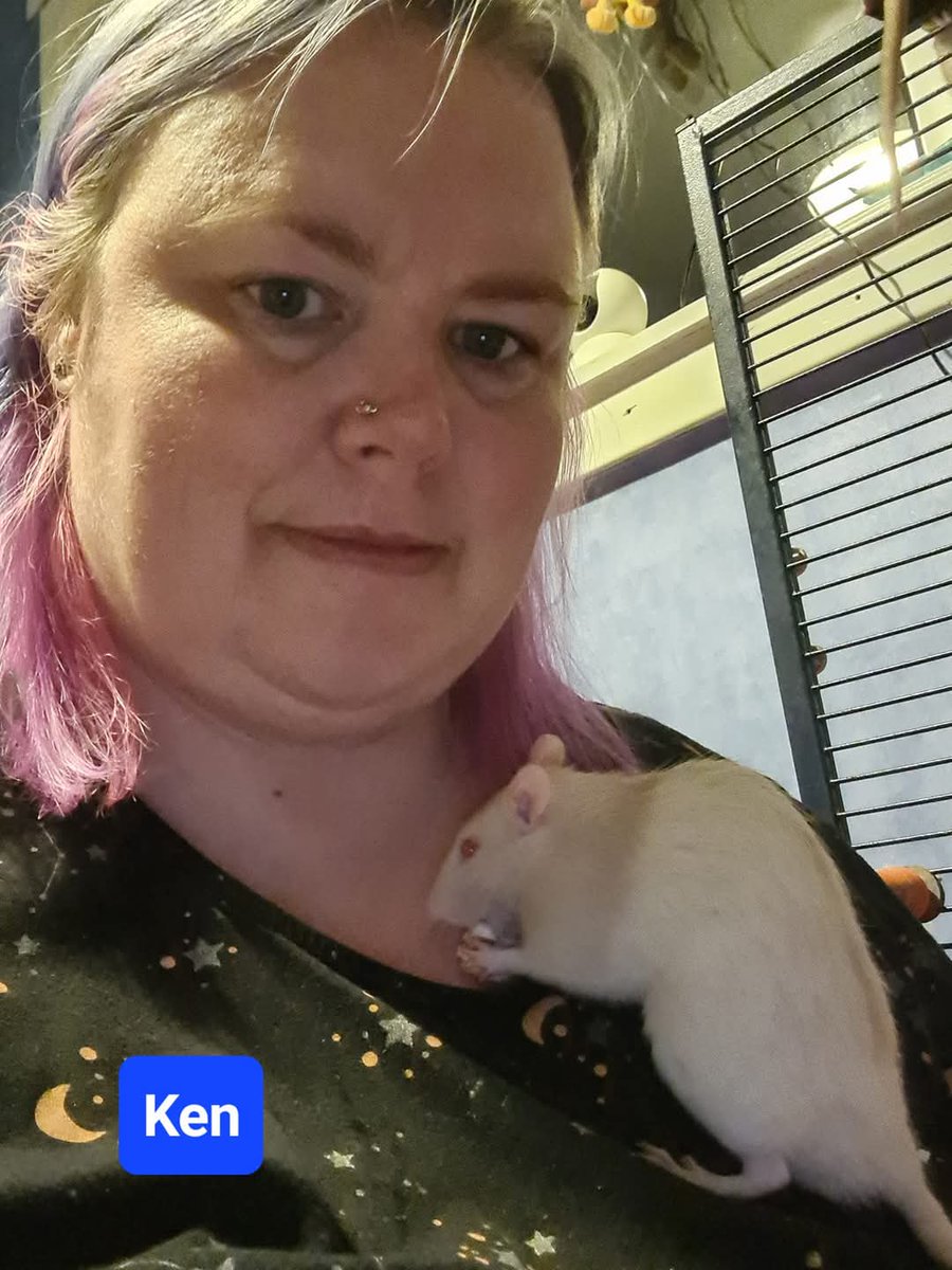 Ken, got you 24/12/2023 to 18/02/2024 🐁💔
Approx 17 months.
Ur bestie Shaun will miss you
Like twins
U kept urself fit always on the wheel, eat, sleep etc 🤣
You liked to hide &amp; sleep too.
Your chest wasn't the best &amp; you had lots of respiratory infections. 
RIP wee buddy 💜