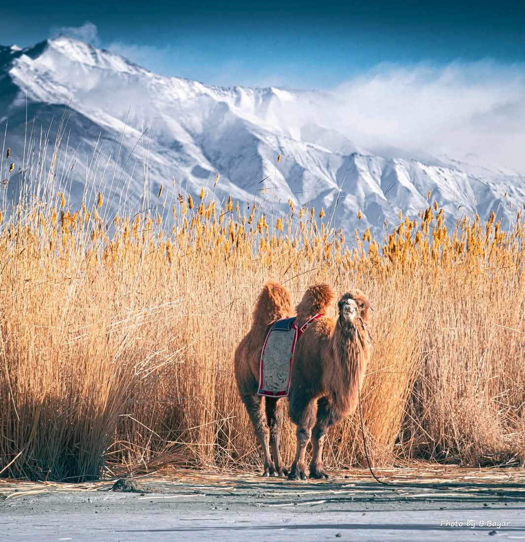 Ховдын Хар ус Нуурын шагшуурга гэж ийм л өндөр байдаг юм даа. Зургийн ард дүнхийх хайрхан бол Жаргалант хайрхан болой.