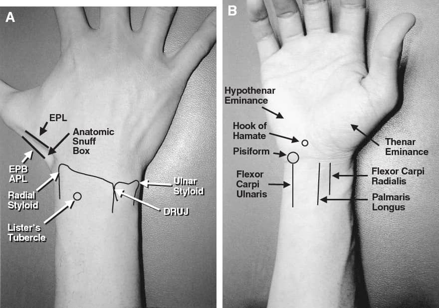 A basic understanding of wrist and related anatomy allows for appreciation of the biomechanics of wrist movement
doi.org/10.1016/j.pop.…