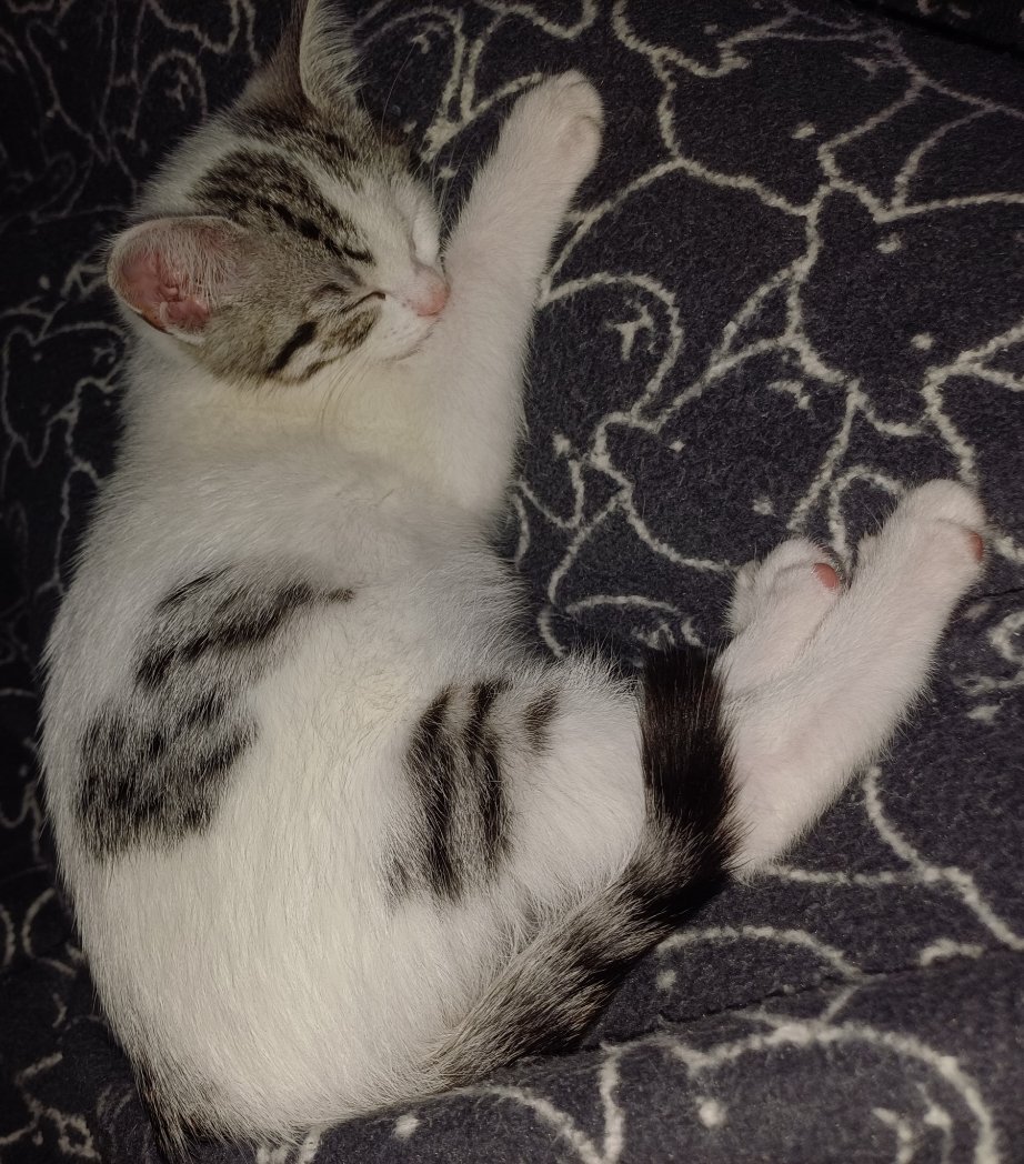 SarahP_Para's tweet image. The eyelids were getting heavier.😆

Looks like the gremlin is about to power down post activity++++ again. 

I&apos;ve planned a day out to #Howarth
&amp;amp; the surrounding area #halfterm 

The O/H will be taking over #KittenWatch