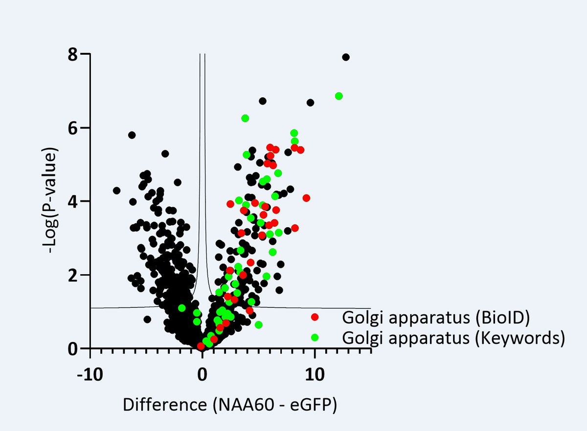 🔬Diving back into PhD mode for this one! Using BioID mapping, our research uncovers new insights into NAA60, an essential enzyme for Golgi structure &amp; N-terminal protein acetylation. doi.org/10.1098/rsob.2… #BioID #NAA60