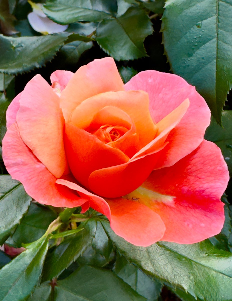 Run_fly_Smile's tweet photo. If you are silent, be silent out of love. If you speak, speak out of love 😊
Saint Augustine
#Silents #Love #Speak #Augustine #Rose https://t.co/rhsDzQElOe