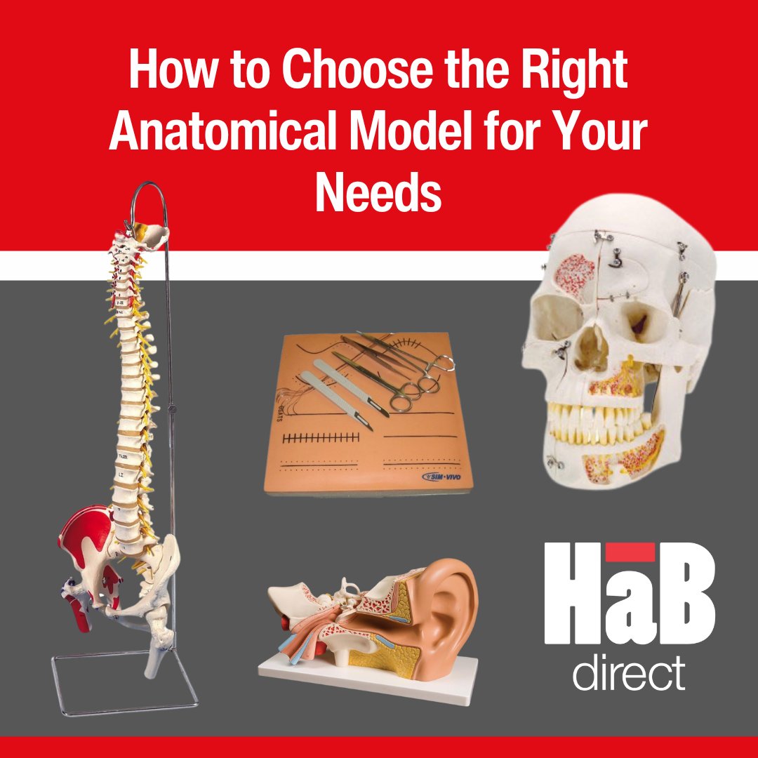 HaBDirect's tweet image. Enhance your teaching with high-quality anatomical models from HaB Direct! Explore our range today: habdirect.com/brand/anatomic… #HaBDirect #AnatomicalModels