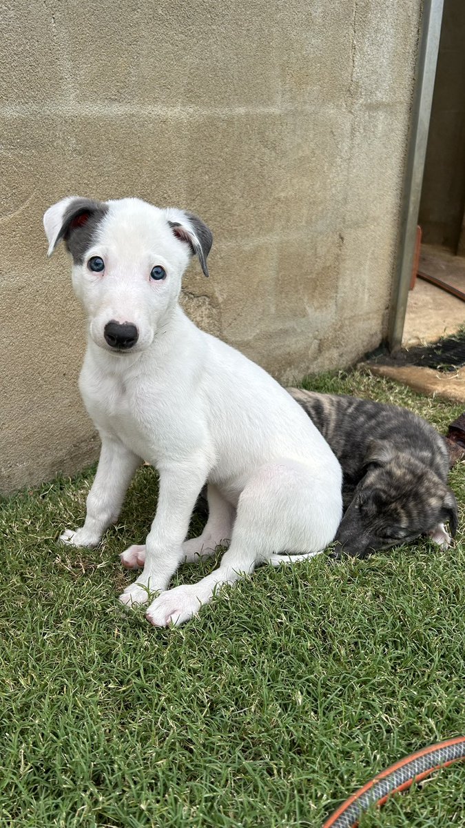 taylormouna's tweet photo. A few of the super cute future super stars out of the beautiful Amplified (Charlotte AKA Little) 🐶👑 https://t.co/sdNiKz7JsK