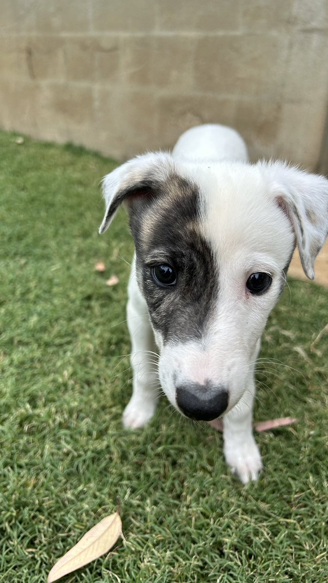 taylormouna's tweet photo. A few of the super cute future super stars out of the beautiful Amplified (Charlotte AKA Little) 🐶👑 https://t.co/sdNiKz7JsK
