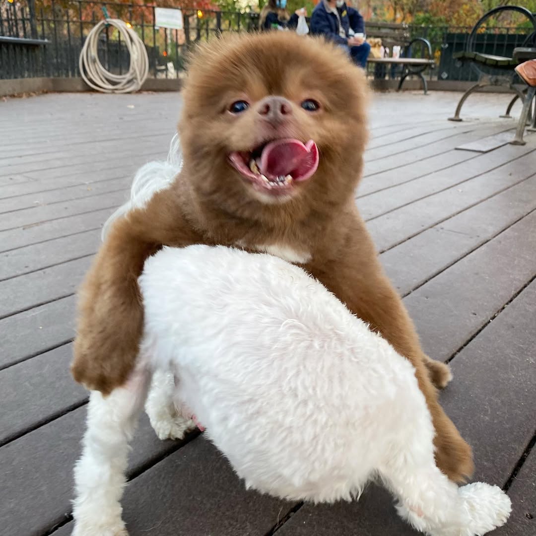 Bert 🧸 🐶 tweet media