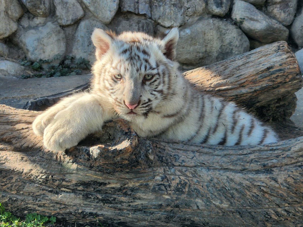 とうぶチビとらダイアリー】 今日は風が吹いていて寒かったですね