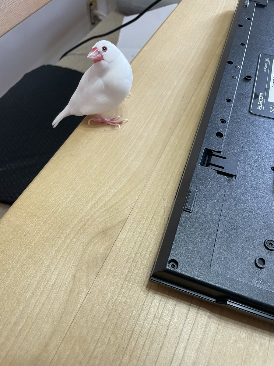 bunchobuncho12's tweet photo. 美しい、、 https://t.co/FwnPC3sp4f