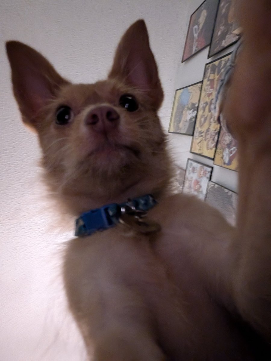 My dog wanted to take a selfie