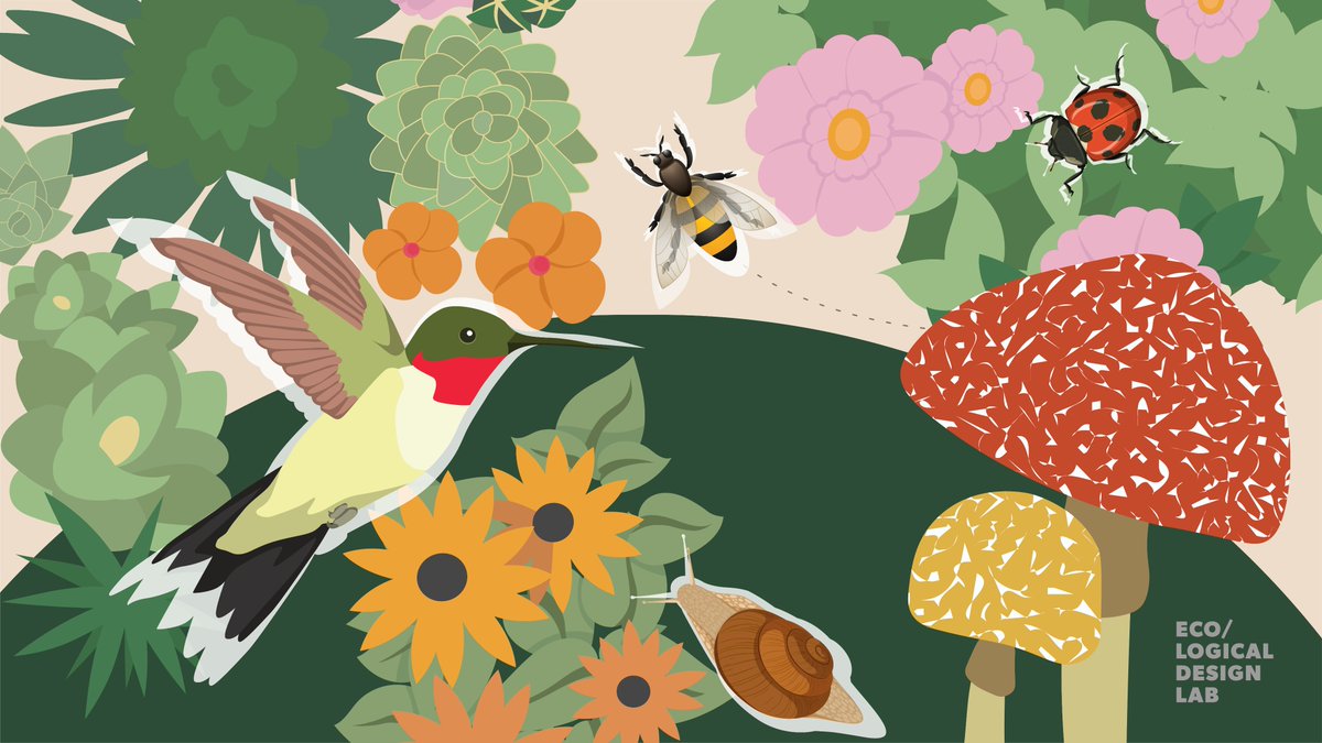 Did you know a diverse garden with native plants supports biodiversity? <a href="/TMUsurp/">SURP</a> prof. Nina-Marie Lister’s ‘Bylaws for Biodiversity’ project helps cities support natural yards and healthy ecosystems. Learn more in Innovation: bit.ly/3EVQ1Zy #ClimateAction #Sustainability