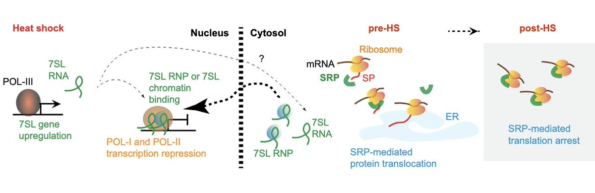 Jeannie Lee (@xistharvard) on Twitter photo A surprising discovery by <a href="/bujisic_bojan/">Bojan Bujisic</a> et al: The RNA component (7SL) of SRP regulates a global response to stress — controlling both transcription and translation. 7SL RNA is not just for ER translocation! Read about the findings here:
rdcu.be/d9S1q A surprising discovery by <a href="/bujisic_bojan/">Bojan Bujisic</a> et al: The RNA component (7SL) of SRP regulates a global response to stress — controlling both transcription and translation. 7SL RNA is not just for ER translocation! Read about the findings here:
rdcu.be/d9S1q