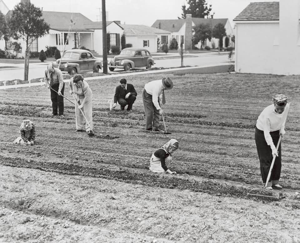 Americans were once urged to plant in every patch of available soil — and produced about 40 percent of the nation’s fresh vegetables.

I wonder if we will ever see a return to Victory Gardens.

I hope so.