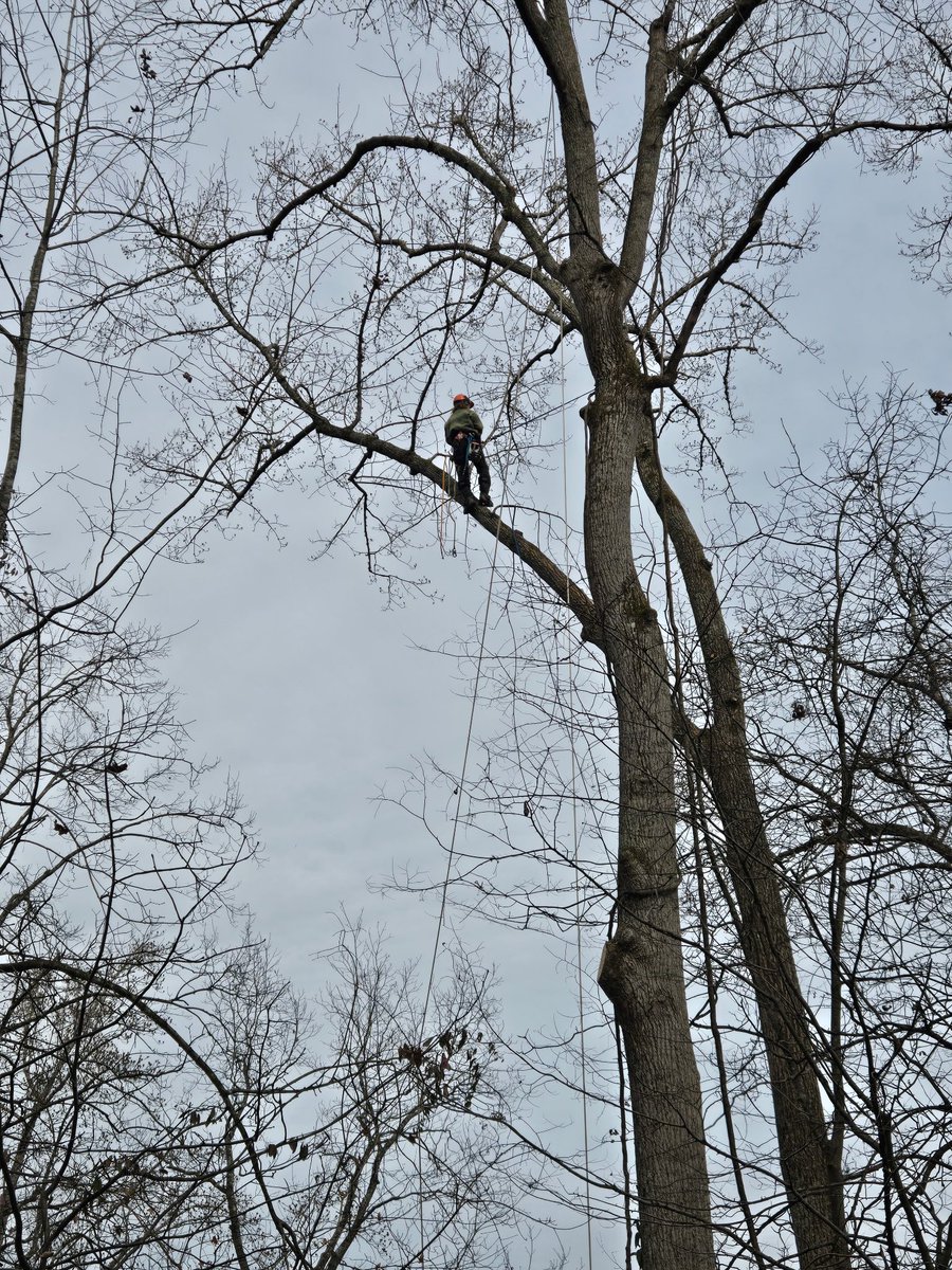 BowTiedAxeman's tweet image. Soaring with the eagles. And the trees are coming down with me