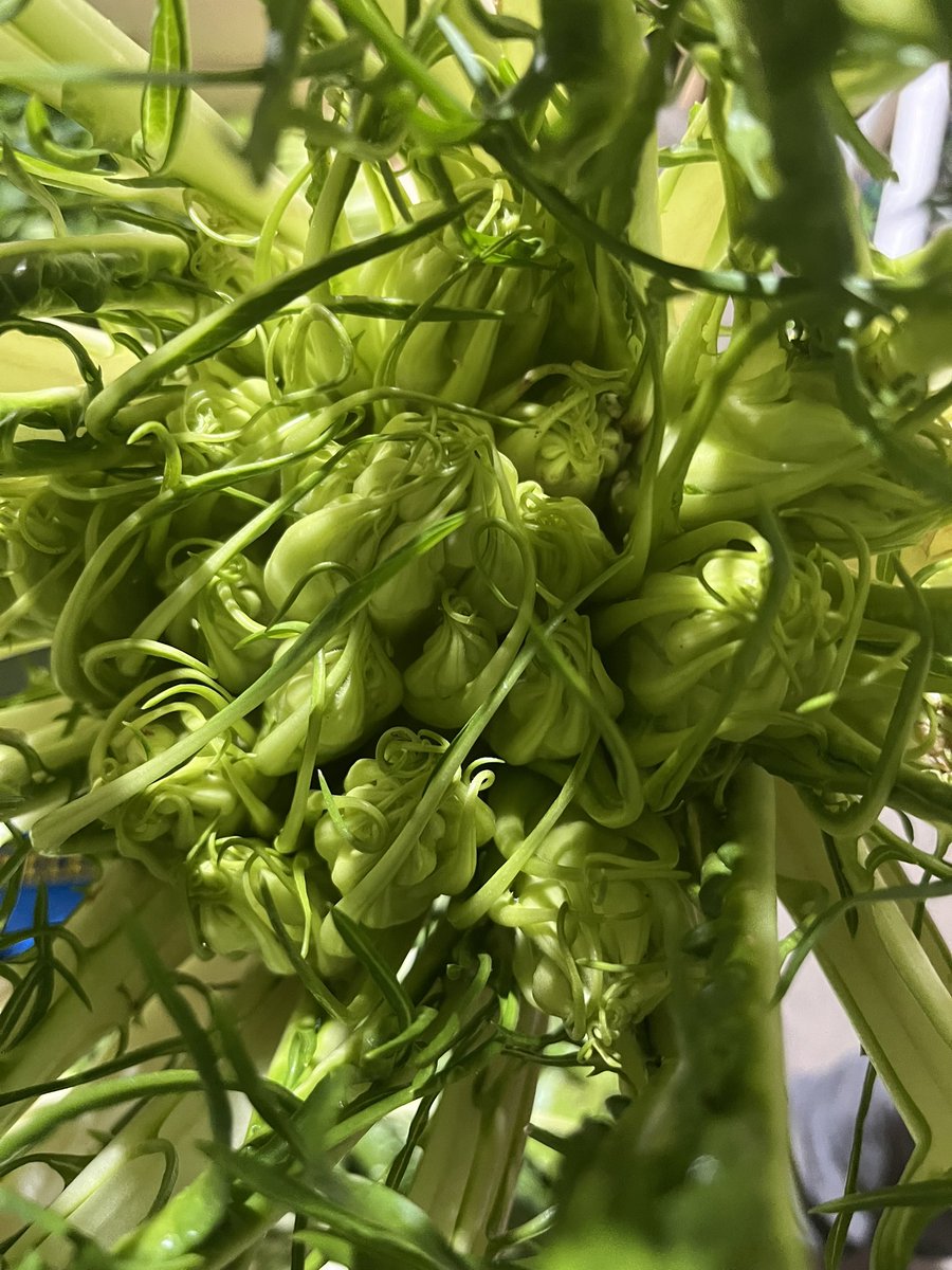 Available in the market this week-Puntarelle or cicoria di catalogna or cicoria asparago is a variant of chicory. The heads are characterized by an elongated shape (about 40–50 cm), light green stems and dandelion shaped leaves. 'Puntarelle' shoots have a pleasantly bitter taste.