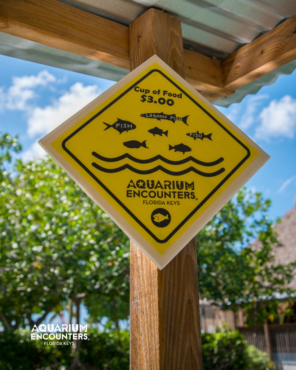 FLKeysAE's tweet image. Looking for family fun this weekend? Come explore aquatic wonders at Aquarium Encounters and feed some of your favorite sea animals. Only $3 for a cup of food. That's cheaper than a Big Mac.