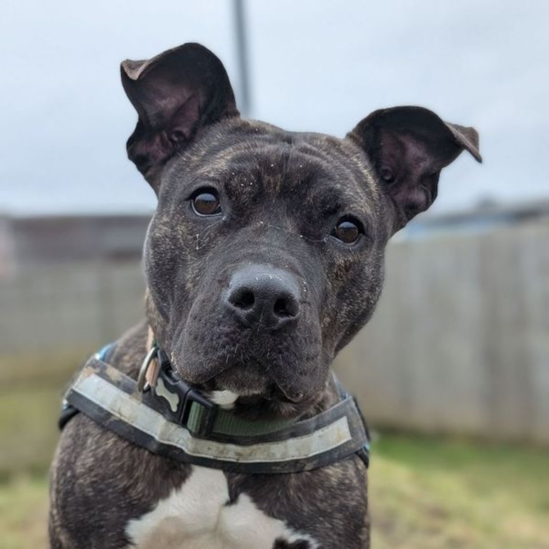 Waggy Wednesday is here! Meet Maretti!🐾  

This lively brindle Staffie is bursting with energy and love! Maretti adores human interaction and is eager to learn. She knows a few commands but needs guidance with lead manners. A secure garden is a must for her zoomies! Best suit...