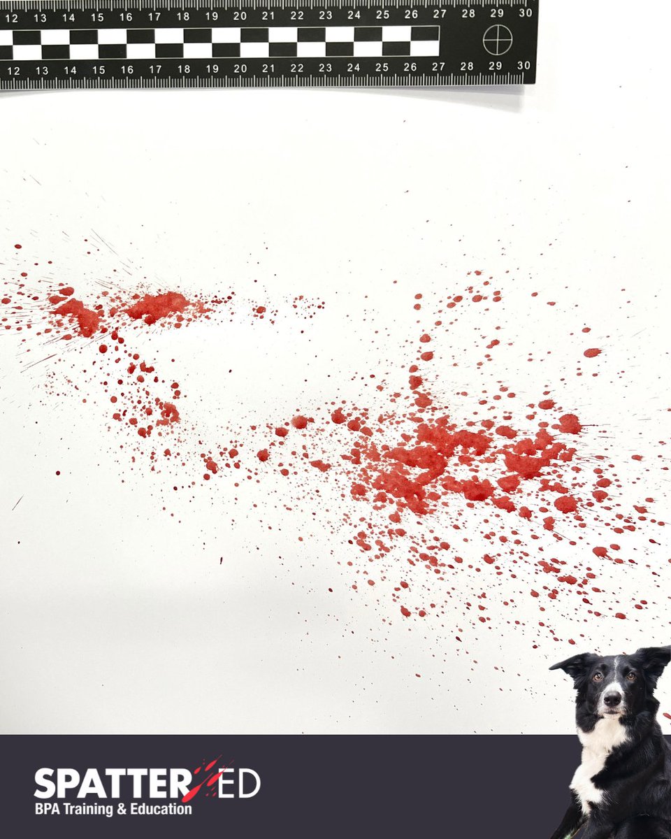 spatter_ed's tweet image. Test your BPA skills with Bracken, our BPA Dog 📷

What are your observations? 📷
Can you classify the pattern? 📷
How many actions? 📷

#BPA #bloodstain #bloodstainpatternanalysis #testyourBPAskills #training #science #education #BPAdog #spatterchatter