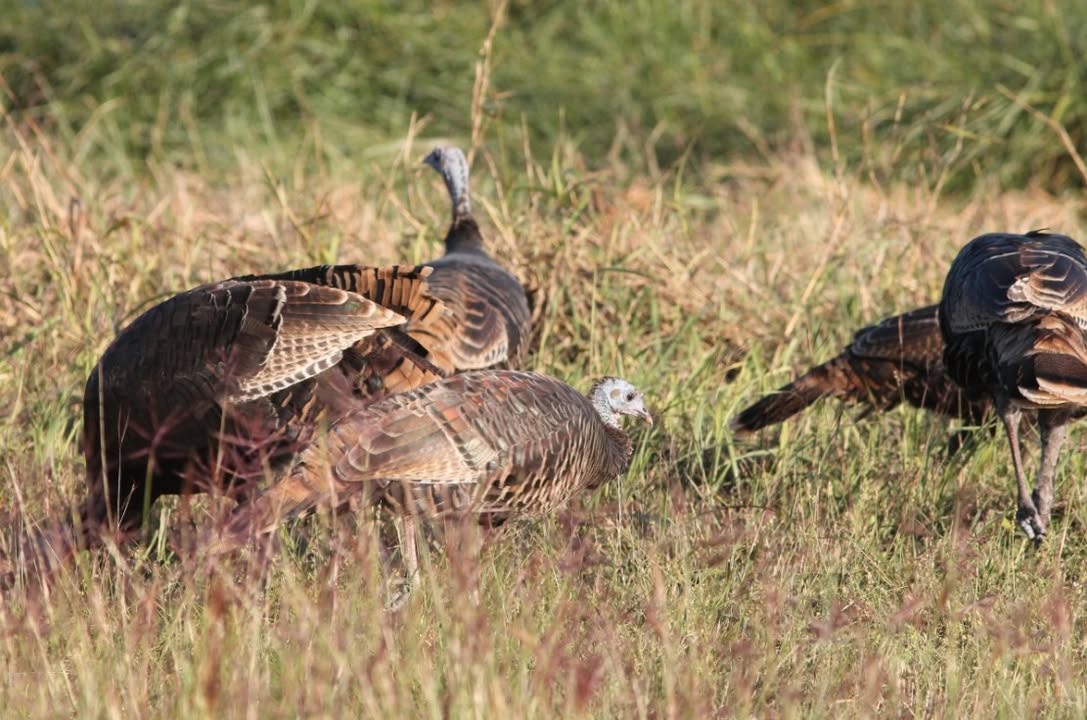 WakeGovParks's tweet photo. Last week, staff heard a Wild Turkey at #BlueJayPoint! There have been a few turkey sightings in the park, but they are few and far between.
This time of year, Wild Turkeys around the park are likely foraging for nuts, seeds, and berries. 📸: Edward Landi
#WildlifeWednesday https://t.co/mZ9AtsFhZf
