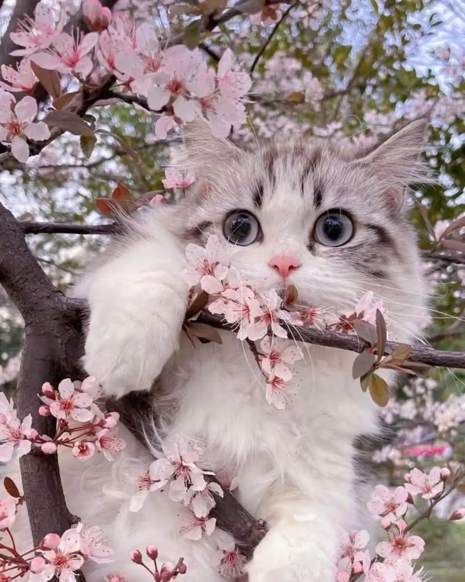 🌸