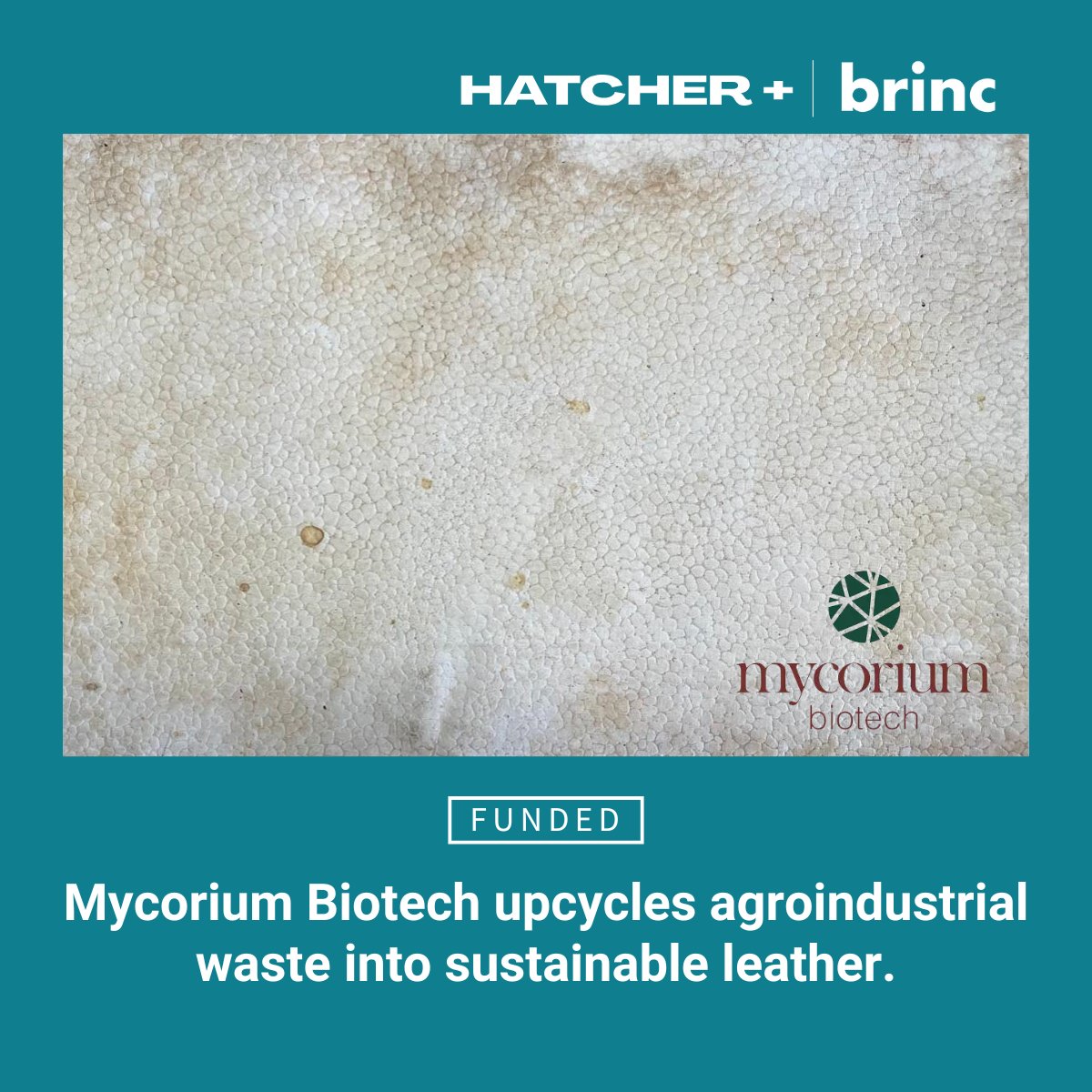 Hatcher+ tweet media