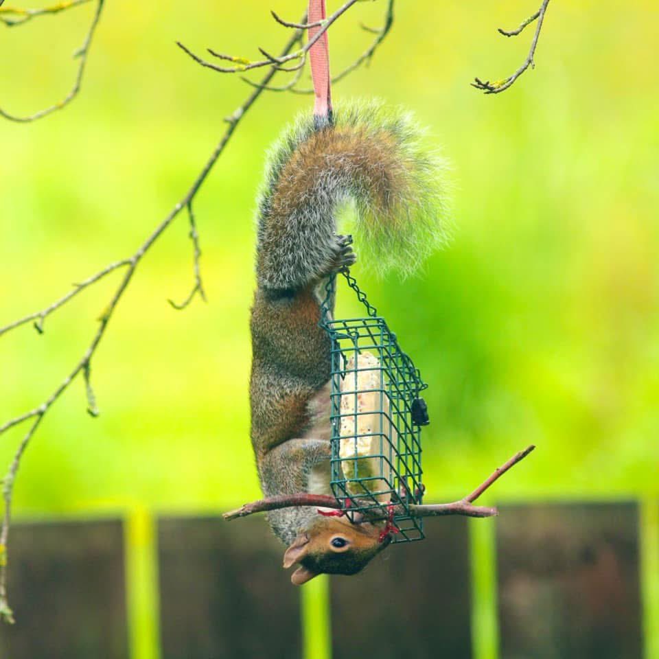 Long tails in our garden. 
🐦🐿️