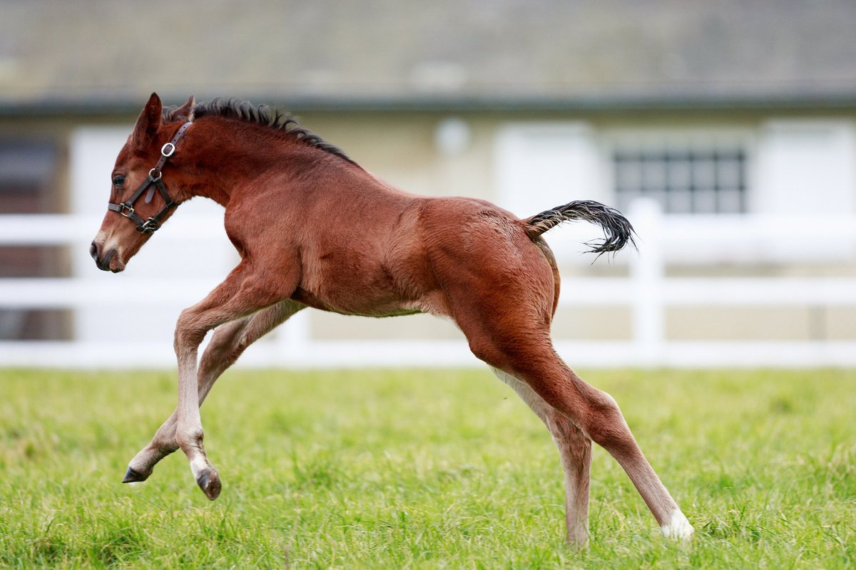 Ace Impact’s filly … full of life 🤎

A filly born at Haras de la Croix Sonnet out of listed winning mare Flyingbeauty 🤎

 #rpfoalgallery #AceImpact
