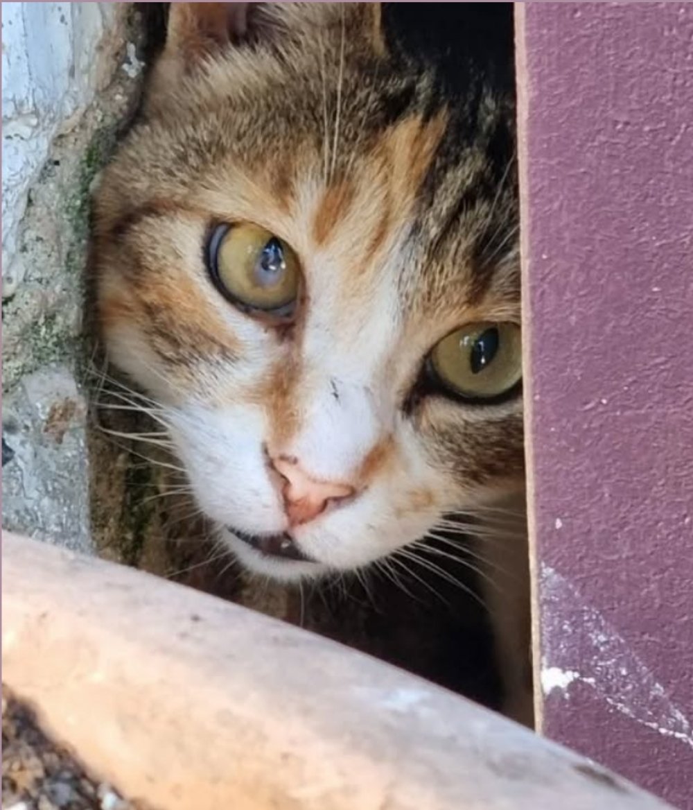 Filonoe's tweet image. 