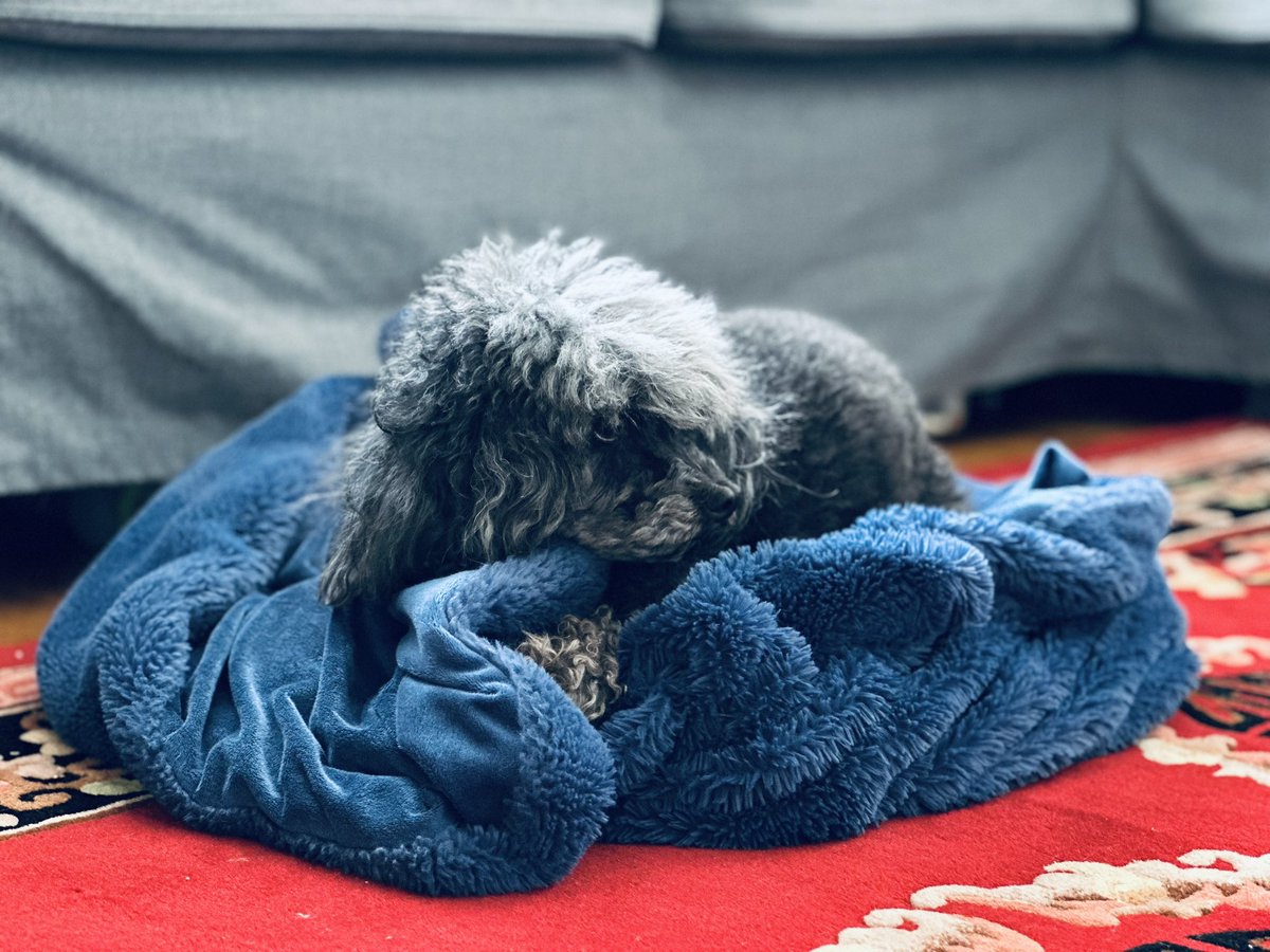 MoternMedia's tweet image. Pippi Farley, star of SLINGSHOT COPS (2016) and BOSTON JOHNNY (2023), relaxes on a blanket.
