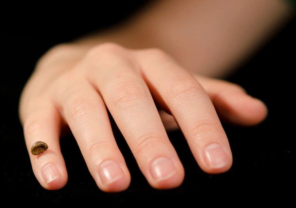 FossilHistory's tweet image. Imagine finding a tiny fragment of a pinky bone… and realizing it belonged to an entirely new species of human. That’s how Denisovans were discovered over a decade ago. Just a bone, a tooth, and some ancient DNA. It's like science fiction.