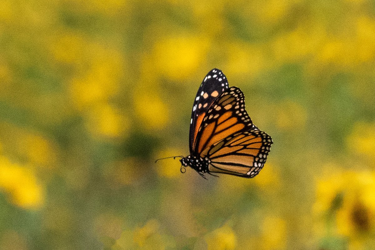 Monarch butterflies start to make their way north as early as March. Whether you have a few feet on your apartment balcony, a yard in need of landscaping or several acres, you can help provide the milkweed that is essential to the monarch lifecycle.

📷 Mike Budd/USFWS