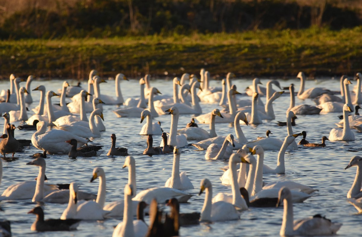 WWT Martin Mere (@wwtmartinmere) on Twitter photo Three chances each day to see this sight π¦’
Over Feb Half Term, we're increasing our Daily Wild Bird Feeds:
Discovery Hide (with talk): 12pm & 3pm
Raines Observatory (without talk): 3:30pm
So come along, take a seat in our hide, and enjoy the view!
π· By Amy Ashley-Mather Three chances each day to see this sight π¦’
Over Feb Half Term, we're increasing our Daily Wild Bird Feeds:
Discovery Hide (with talk): 12pm & 3pm
Raines Observatory (without talk): 3:30pm
So come along, take a seat in our hide, and enjoy the view!
π· By Amy Ashley-Mather