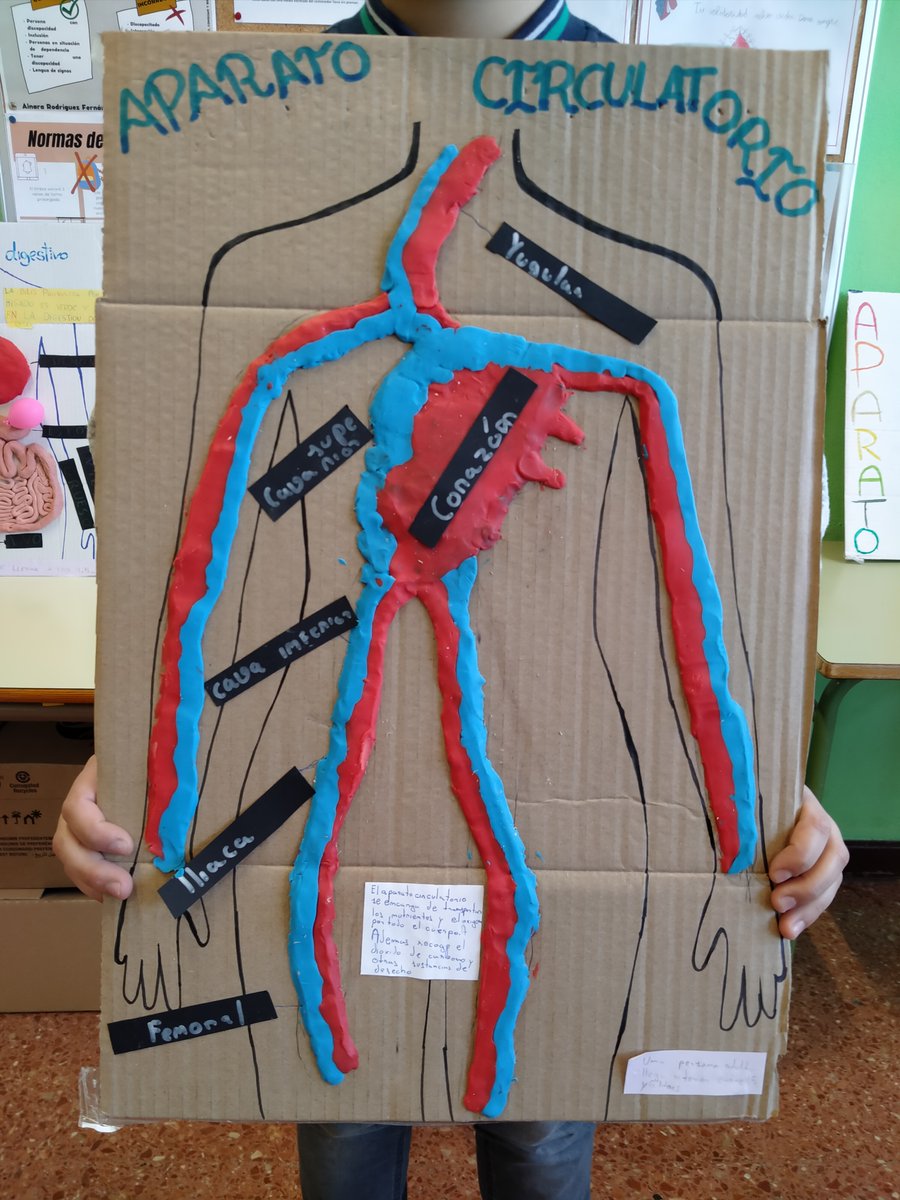 El alumnado de 5º y 6º de Primaria ha trabajado con mucha creatividad y esfuerzo en la elaboración de maquetas sobre los diferentes aparatos implicados en la función de nutrición de nuestro cuerpo. #escuelapublicarural #trabajoporequipos  👇