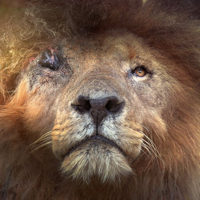 Scarface, born in 2007, became one of the most famous lions. 

He reportedly killed 400 hyenas and 130 male lions. 

In 2012, he suffered a serious eye injury in a fight but won. 

He's believed to be the only lion who killed adult hippos one on one battle and drove crocodiles