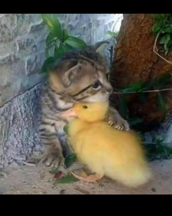 SultanRaee33512's tweet photo. اب انہیں کون سمجھائے کہ ان کے گھر والے نہیں مانیں گے 🤧🤧🤧
#اردو_زبان https://t.co/vHFGcsOsgz
