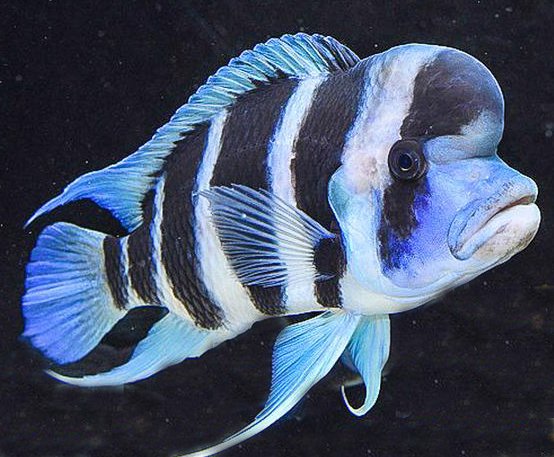 Frontosa tweet media