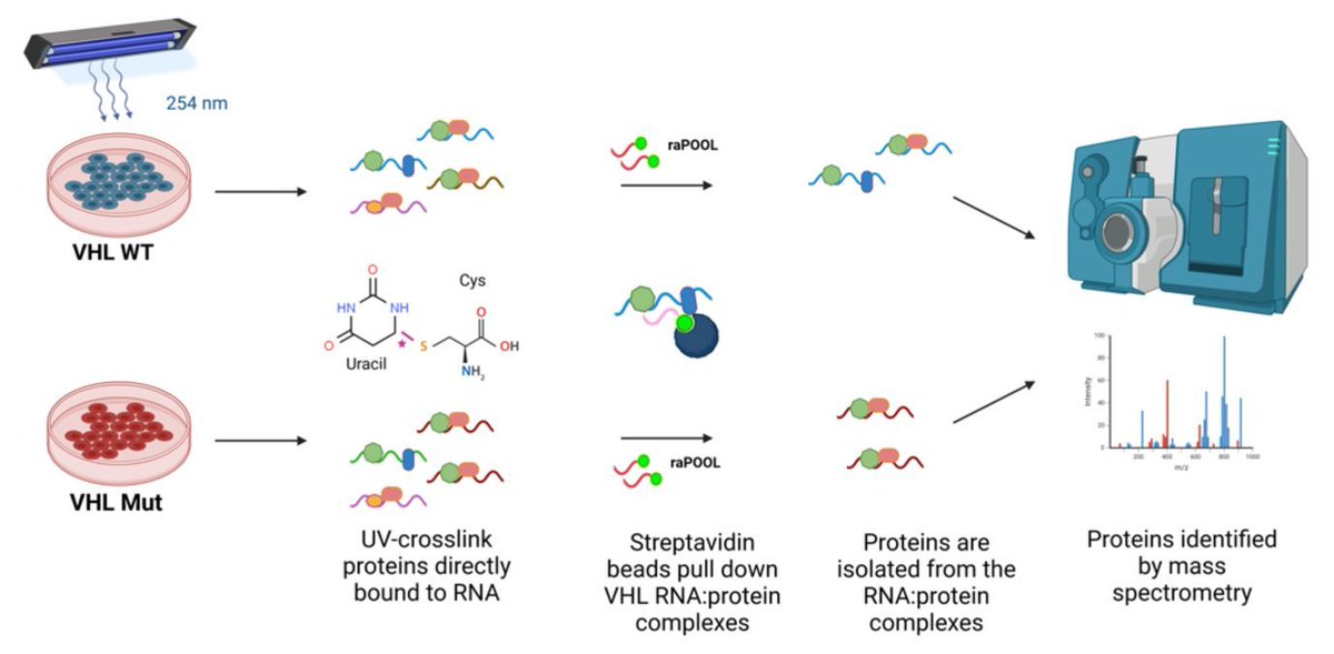 🧬 A new report in Science Advances highlights how nonstop-mutations can alter translation initiation 

Point mutations can affect all levels of gene expression, leading to dysregulation and cancer.
In a new study published in Science Advances, Pal et al. explore the effect of