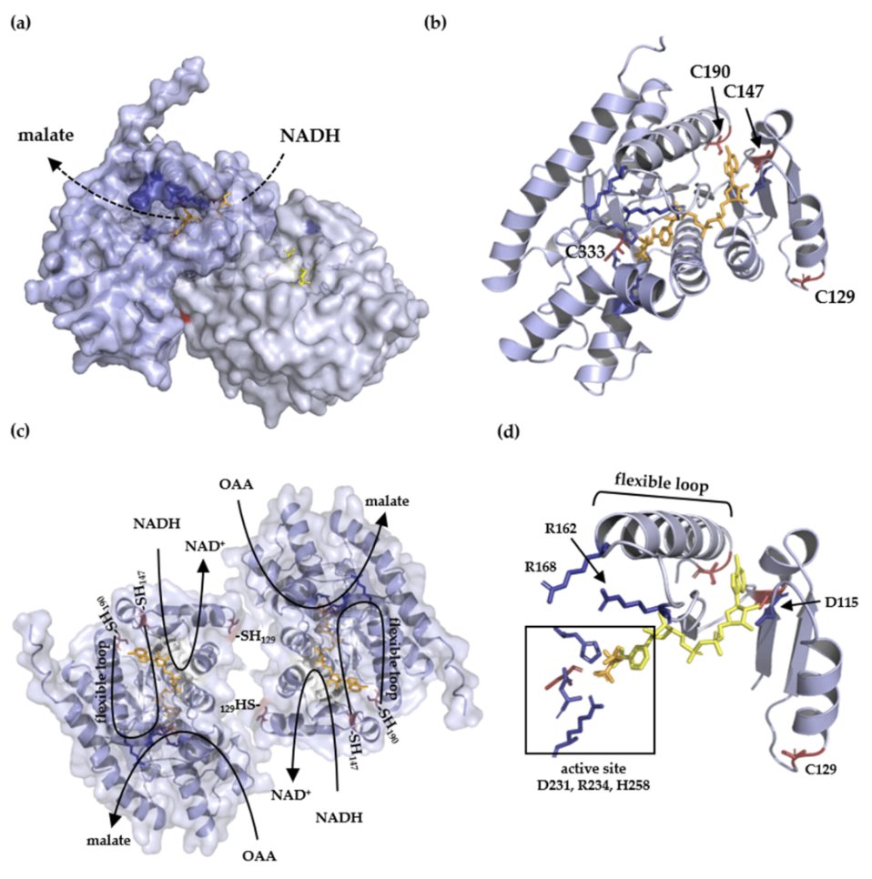 Physiologia Plantarum (@pplplantarum) on Twitter photo The study explores the role of plastidic NAD-dependent malate dehydrogenase in redox homeostasis. Recent findings suggest it is regulated via reversible cysteine oxidation, impacting plastid metabolism.
bit.ly/4jGLyKp
<a href="/IFink_lab/">Finkemeier lab</a> The study explores the role of plastidic NAD-dependent malate dehydrogenase in redox homeostasis. Recent findings suggest it is regulated via reversible cysteine oxidation, impacting plastid metabolism.
bit.ly/4jGLyKp
<a href="/IFink_lab/">Finkemeier lab</a>