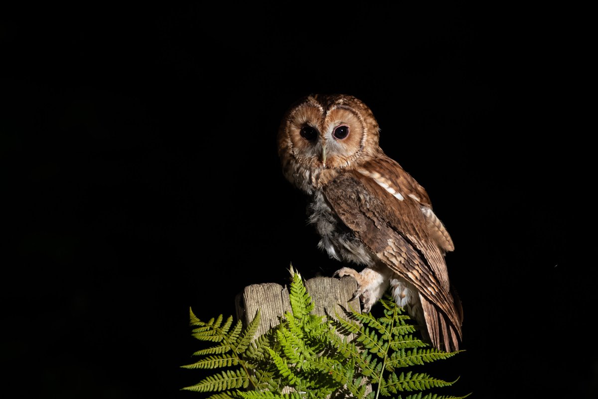 Hawk Conservancy Trust tweet media
