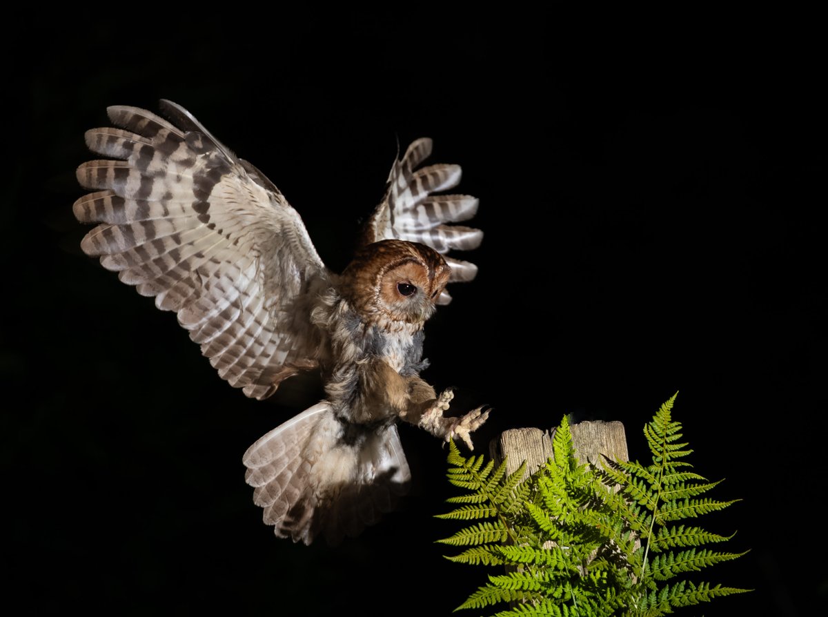 Hawk Conservancy Trust tweet media