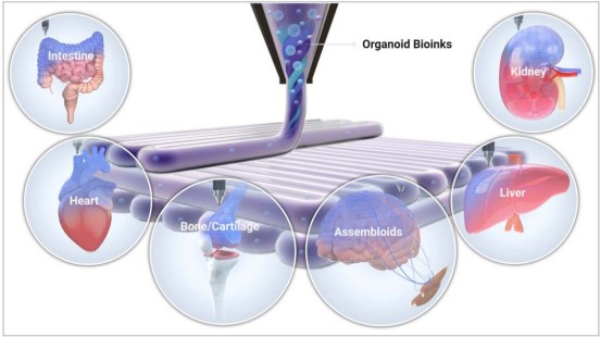 Organoids are revolutionizing tissue engineering &amp; regenerative medicine, but face challenges in mimicking native tissues. This review explores the evolution and impact of #bioprinting.  Read now: ow.ly/nfbl50V1nin